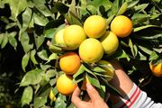 تولید نارنگی از پرتقال پیشی گرفت