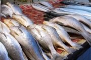 پرورش متراکم تک‌گونه‌ای کپور در زابل 
