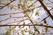 بایرشدن مزارع و بیکاری کشاورزان