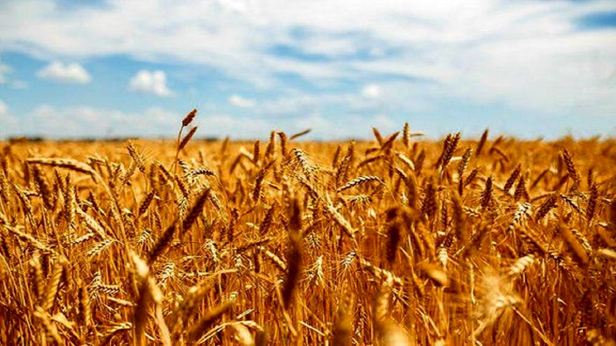 نیازی به واردات گندم در بخش آرد و نان نداریم
