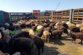 قیمت هر کیلو دام ۷۰ تا ۸۰ هزار تومان