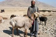 چوپان‌های افغانستانی در ایران به دلار حقوق می‌گیرند!