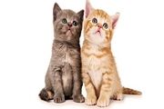بلای جدیدی به نام 