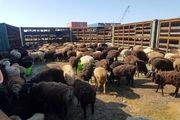 عرضه گوشت میش بالاتر از ۹۰ هزار تومان گران فروشی است
