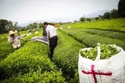 ۷۷ درصد مطالبات چایکاران پرداخت شد/ پیش بینی تولید ۱۳۵ هزار تن برگ سبز چای
