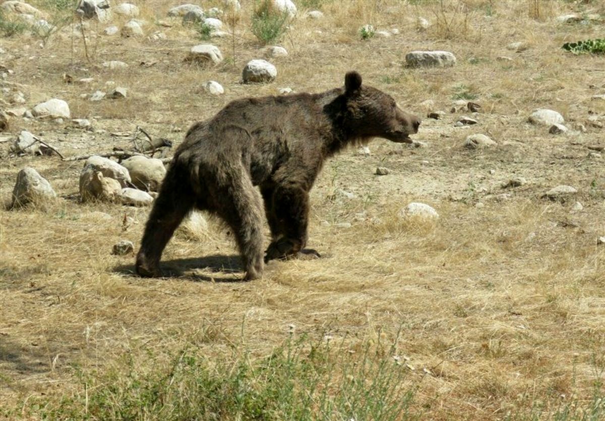 افزایش حمله خرس به انسان در ایران